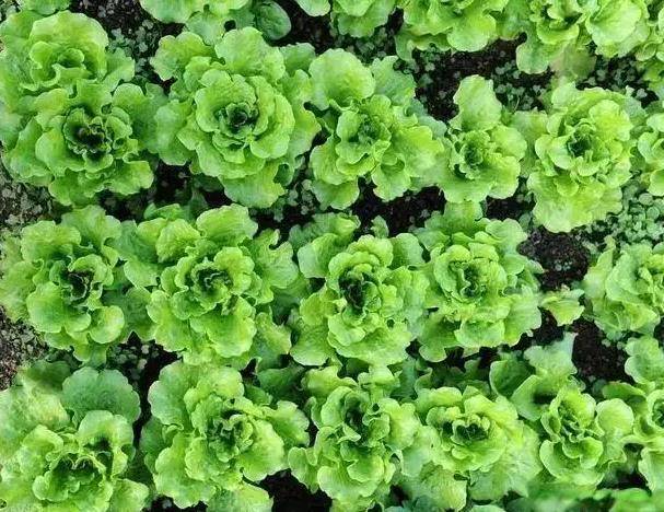 kaiyun -炸萝卜丸子，一定要学会这几点，油炸不散开易定型，外面酥里面嫩